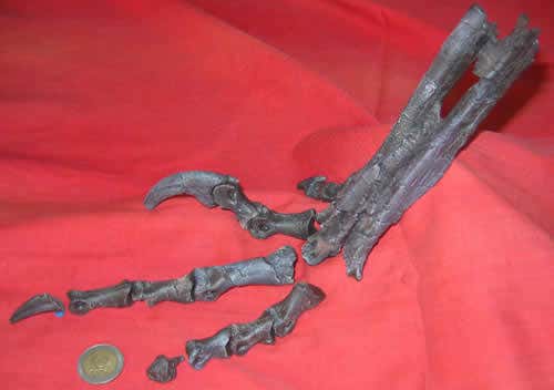 'Raptor' dinosaurs roamed far and wide