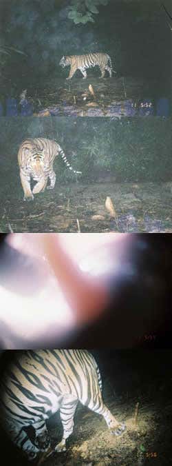 Tiger snaps back at hidden camera