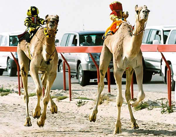 Robotic camel riders are ready to race