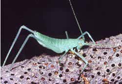 New Scientist. Science news and long reads from expert journalists, covering developments in science, technology, health and the environment on the website and the magazine.