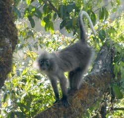 New monkey species discovered in Africa