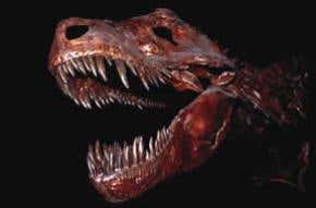 Bird bones offer insights to dinosaur sexing