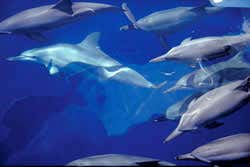 Conservationists name key areas for saving dolphins