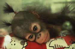 Baby orang-utans are kept as household status symbols, this baby was photographed in a pet shop window 