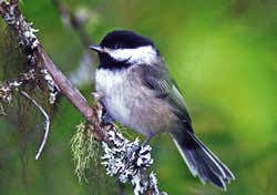Chirpy chickadees signal deadliness of predators