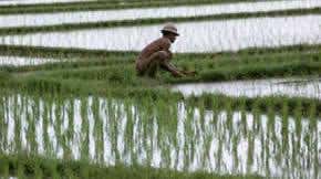 Bumper rice plant created by novel approach