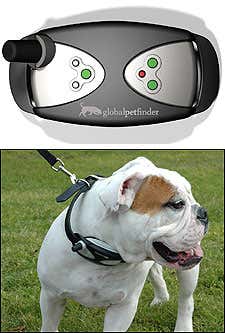 Creature beacon reunites lost pets and owners