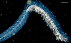 New Scientist. Science news and long reads from expert journalists, covering developments in science, technology, health and the environment on the website and the magazine.