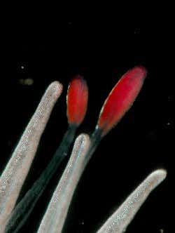 Deep sea predator creates red light zone