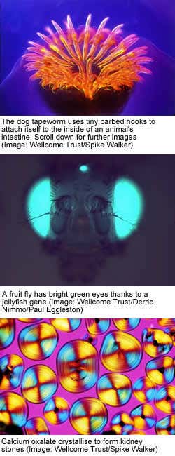 New Scientist. Science news and long reads from expert journalists, covering developments in science, technology, health and the environment on the website and the magazine.