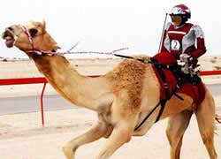 Robot camel-jockeys take to the track