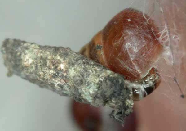 Tiny caterpillars assail unsuspecting snails