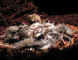 New Scientist. Science news and long reads from expert journalists, covering developments in science, technology, health and the environment on the website and the magazine.