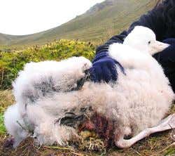 Killer mice ambush endangered seabirds' chicks