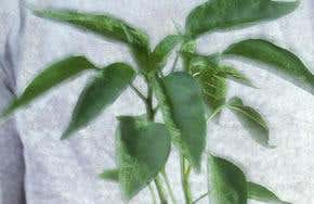 Claims of GM-field superweed' are dismissed