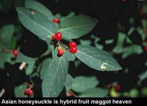 New animal species evolved in an instant