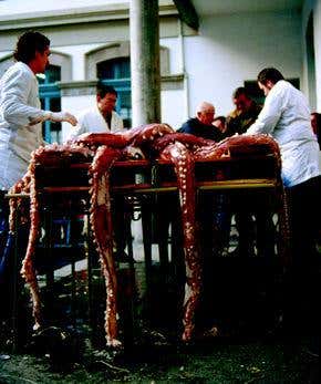 Gruesome habits of the giant squid