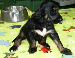 Cloning dogs has been harder to do than other mammals cloned so far