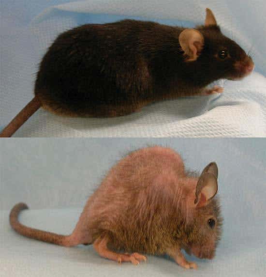 Master gene for skin may hold key to youth