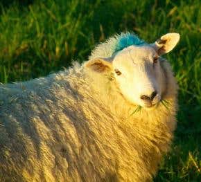 Sheep can pass BSE to their lambs