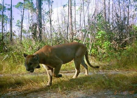 The Florida panther population has gone from an ailing 30 to a healthier 100 - in just 10 years