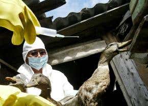 Bird flu knocks on Europe's door