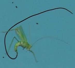 Parasites brainwash grasshoppers into death dive