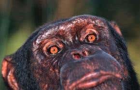 The chimpanzee genome is unveiled