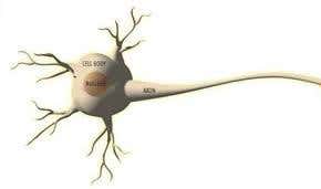 Keeping your nerves in order