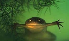 African frog hunts with eyes wide shut