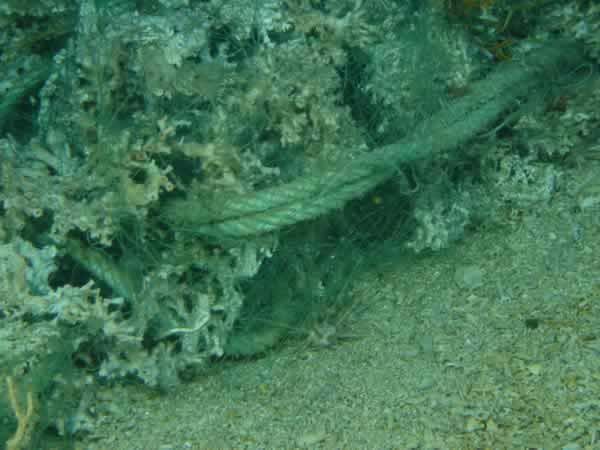 So-called ghost nets, left behind after fishing activity, grip smashed chunks of the deep-sea reef-building coral lophelia, and other species