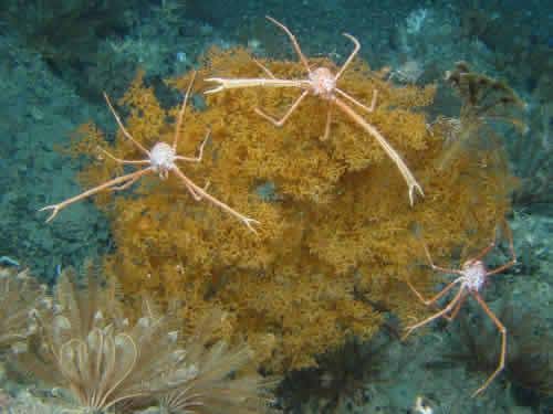 Footage reveals threat to stunning Irish corals