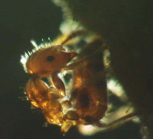 New Scientist. Science news and long reads from expert journalists, covering developments in science, technology, health and the environment on the website and the magazine.