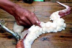 First pictures of live giant squid in its natural habitat