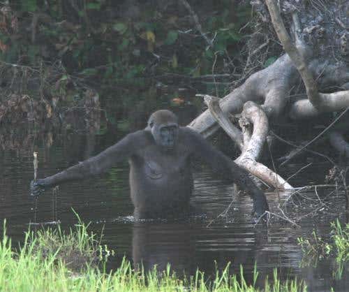 Wild gorillas reveal their use of tools