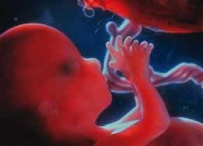 Why fetuses do not feel pain