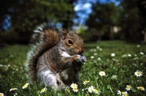 How to defeat (and eat) invading species