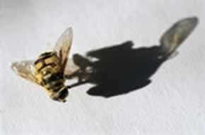 Species-spotting for beginners