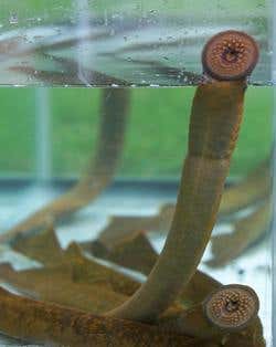 Pheromones may be used to herd alien fish