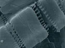 New Scientist. Science news and long reads from expert journalists, covering developments in science, technology, health and the environment on the website and the magazine.