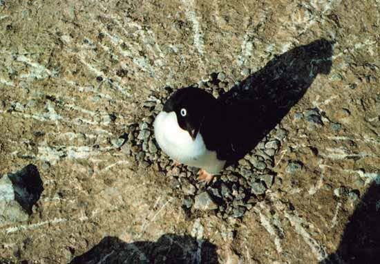 New Scientist. Science news and long reads from expert journalists, covering developments in science, technology, health and the environment on the website and the magazine.