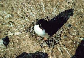 Penguins' pooping power scoops Ig Nobel prize