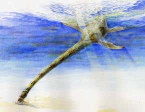 Long-necked sea monsters had shellfish desires