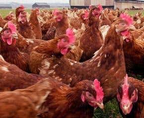 Bird flu may have reached Europe