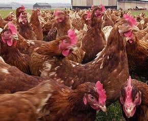 Deadly Asian bird flu has reached Europe