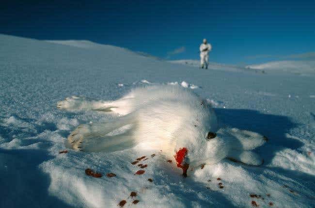 Mountain Shot: The startling contrast of blood on snow illustrates just one of the human impacts on global wildlife