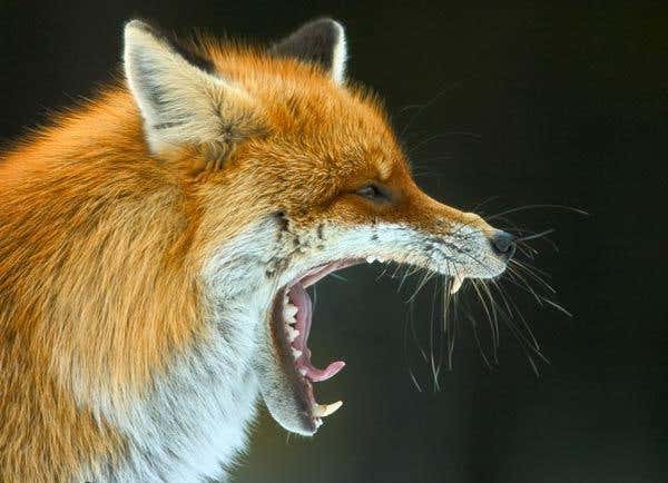 Yawning Fox: An emerging talent snapped this tourist-fed fox considering a nap