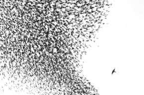 Falcon dive-bombing starlings wins top photo prize