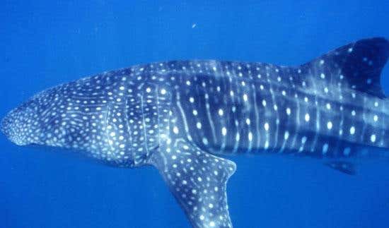 New Scientist. Science news and long reads from expert journalists, covering developments in science, technology, health and the environment on the website and the magazine.