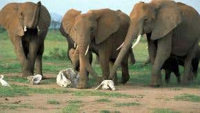 Elephants may pay homage to dead relatives